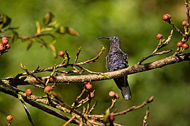 XGP 2月游戏泄露 《生化危机3：重制版》领衔